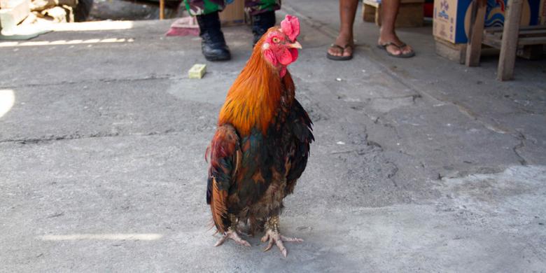 Ayam Berjalan Tegak, Ditawar Rp 50 Juta Tapi Tak Dijual