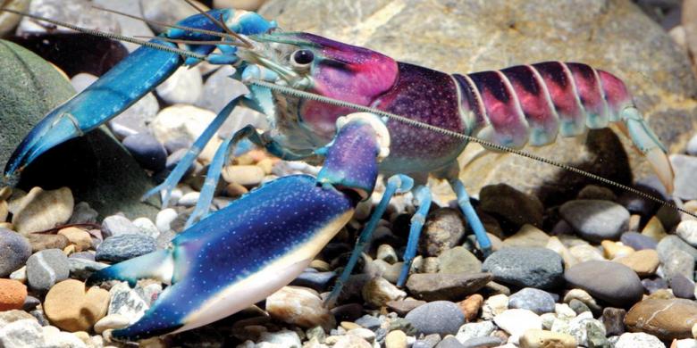 &#91;JANGAN NAKSIR&#93; Lobster Baru, Paling Cantik di Dunia dan Berasal dari Indonesia