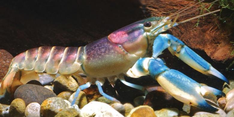 &#91;JANGAN NAKSIR&#93; Lobster Baru, Paling Cantik di Dunia dan Berasal dari Indonesia