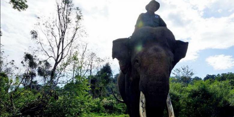Yongki, Sang Gajah Penengah Konflik Itu Telah Tiada