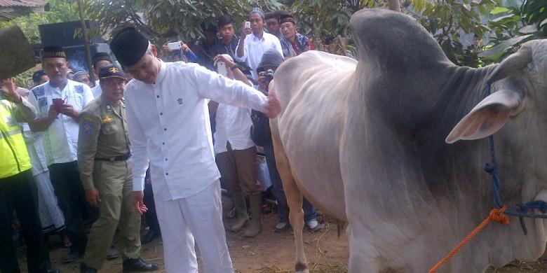 tanda-tanda--gubernur-jateng-nyaris-diseruduk-sapi-mirip-banteng-katanya
