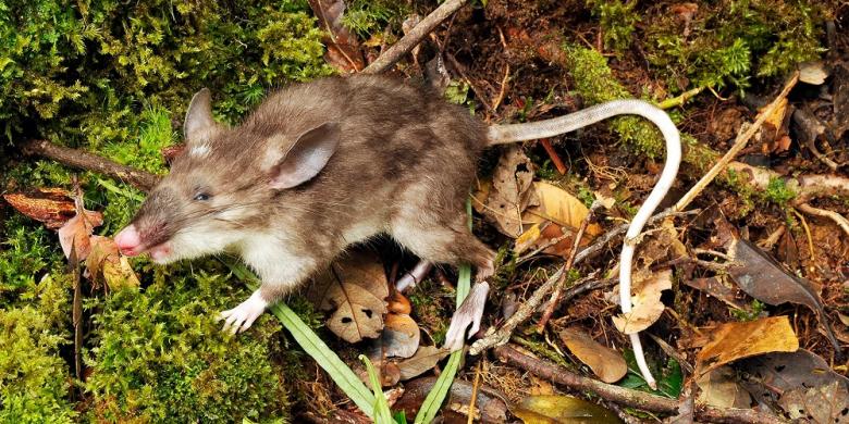 Tikus Hidung Babi Ditemukan di Hutan Perawan Sulawesi