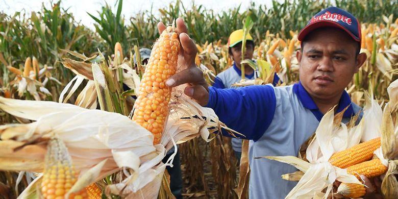 Kalkulator Error?? Mentan: Penghasilan Petani Jagung Lebih Tinggi dari Gaji Menteri