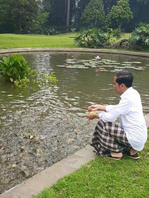 Bersarung dan Berkemeja Putih, Jokowi Asyik Kasih Makan Ikan di Istana