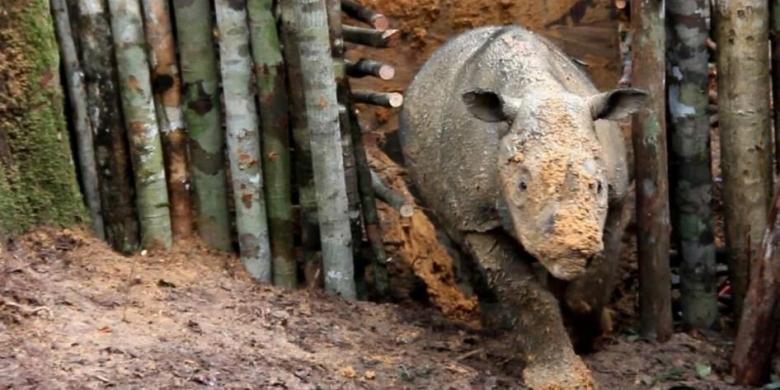 Kabar Duka, Badak Sumatera yang Baru Saja Ditemukan di Kalimantan Mati