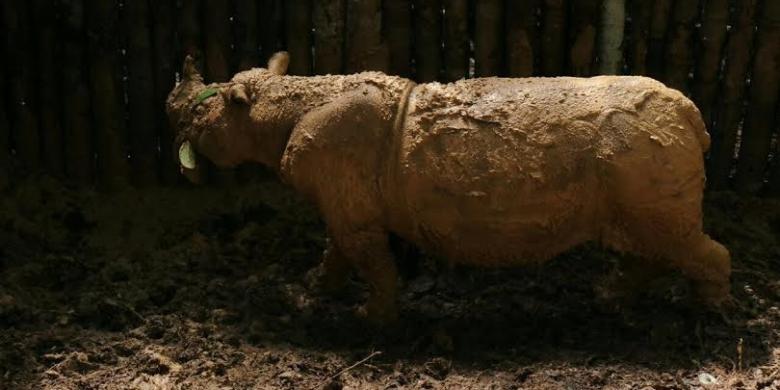 Kabar Duka, Badak Sumatera yang Baru Saja Ditemukan di Kalimantan Mati