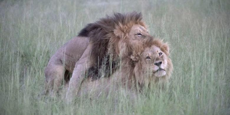 uris-abadikan-perilaku-dua-ekor-singa-quotgayquot-di-afrika