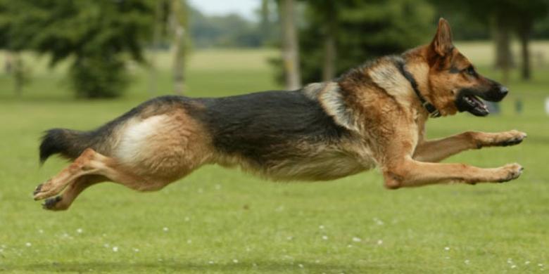 Dikepung ISIS, Pasukan SAS Diselamatkan Seekor Anjing
