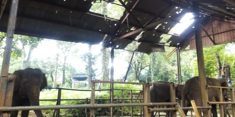 pemprov-jabar-berminat-kelola-kebun-binatang-bandung-pasca-kematian-gajah-yani