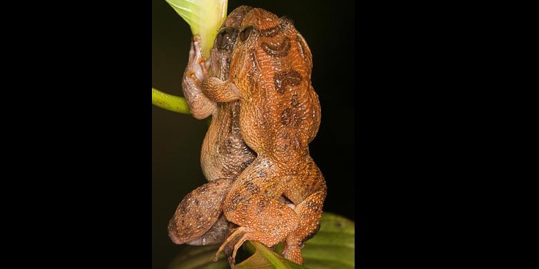 Froggy Style, Gaya Seks Aneh Asal Bombay Terungkap