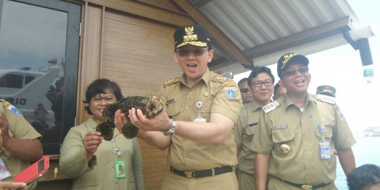 apa-kabar-budidaya-kerapu-yang-ditawarkan-ahok-di-kepulauan-seribu