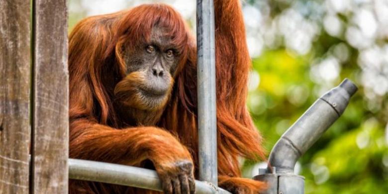 Puan, Orangutan Tertua di Dunia yang Gemar Marah-marah