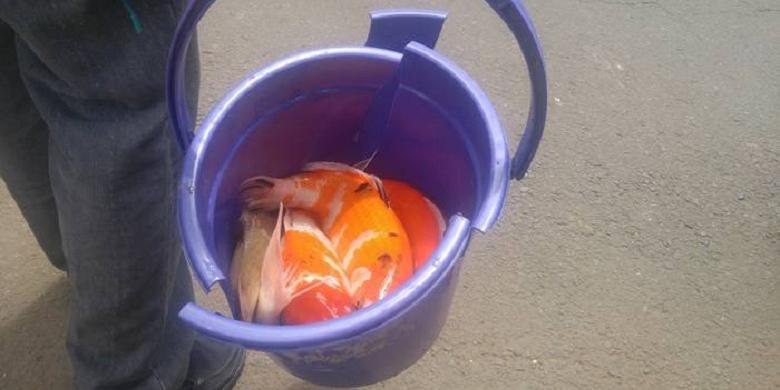 Polisi Bawa Ikan Mas dari Kolam di Rumah Korban Pembunuhan di Pulomas