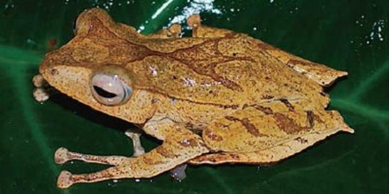 Jenis Baru Katak Pohon Ditemukan di Sumatera, Punya &quot;Tanduk&quot;!