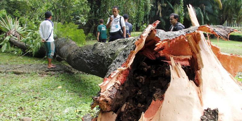 Kesaksian Korban Pohon Tumbang di Kebun Raya Bogor, 4 Orang Tewas