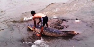 Prestasi ahok - Ikan Raksasa Terdampar Di Ciliwung