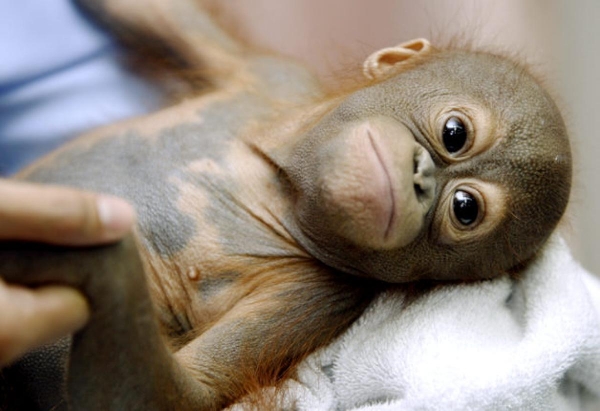 Percaya gak ! Gak bakal ada yang lebih imut dari ini.