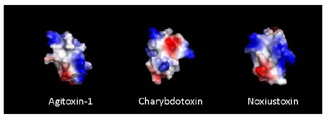 Spesies Kalajengking dan Racunnya