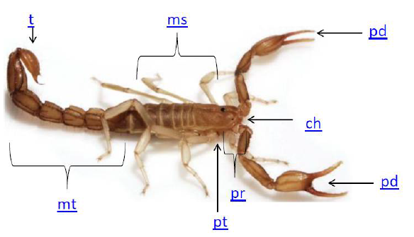 Spesies Kalajengking dan Racunnya