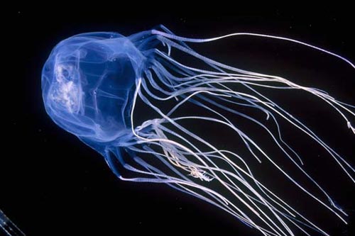 5 Binatang Paling Mematikan dari Australia