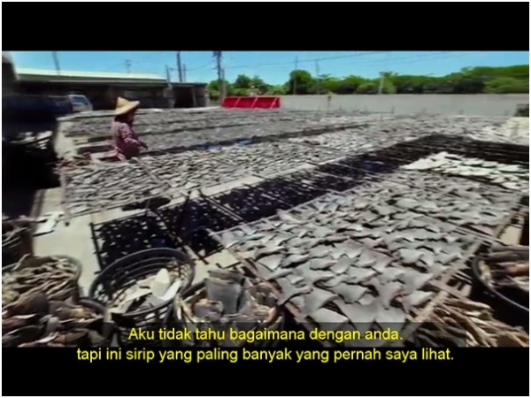 Racing extenction(2015) film dokumenter yang bakal bikin anda menangis