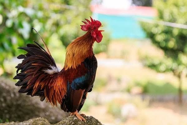 Beban Para Penyiar Video Game