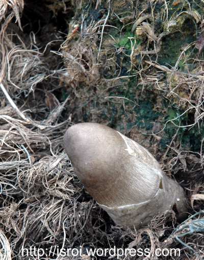 jamur-termahal-di-dunia-lahir-di-gunung-rinjani