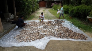 (Heboh) Batu Akik Dijual Perkarung