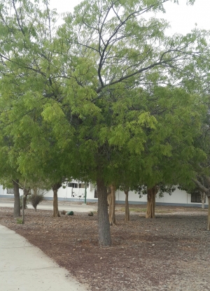 Ada pohon SOEKARNO di Lokasi Wukuf di Padang Arafah