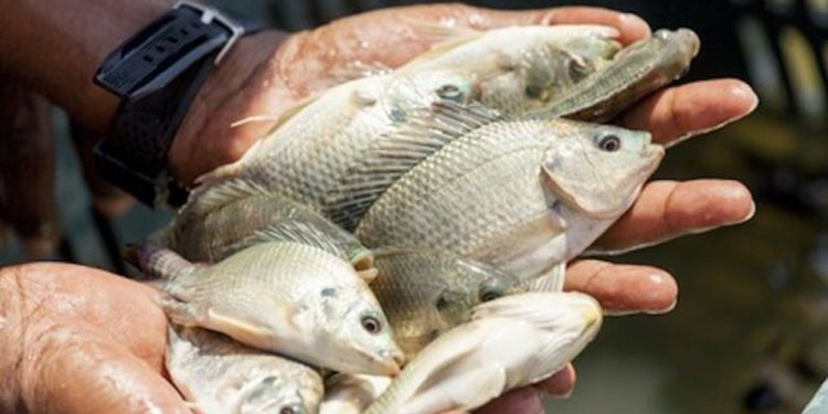 Ciri-ciri Ikan Nila di Indonesia yang Bisa Dipelihara dan Dibudidayakan