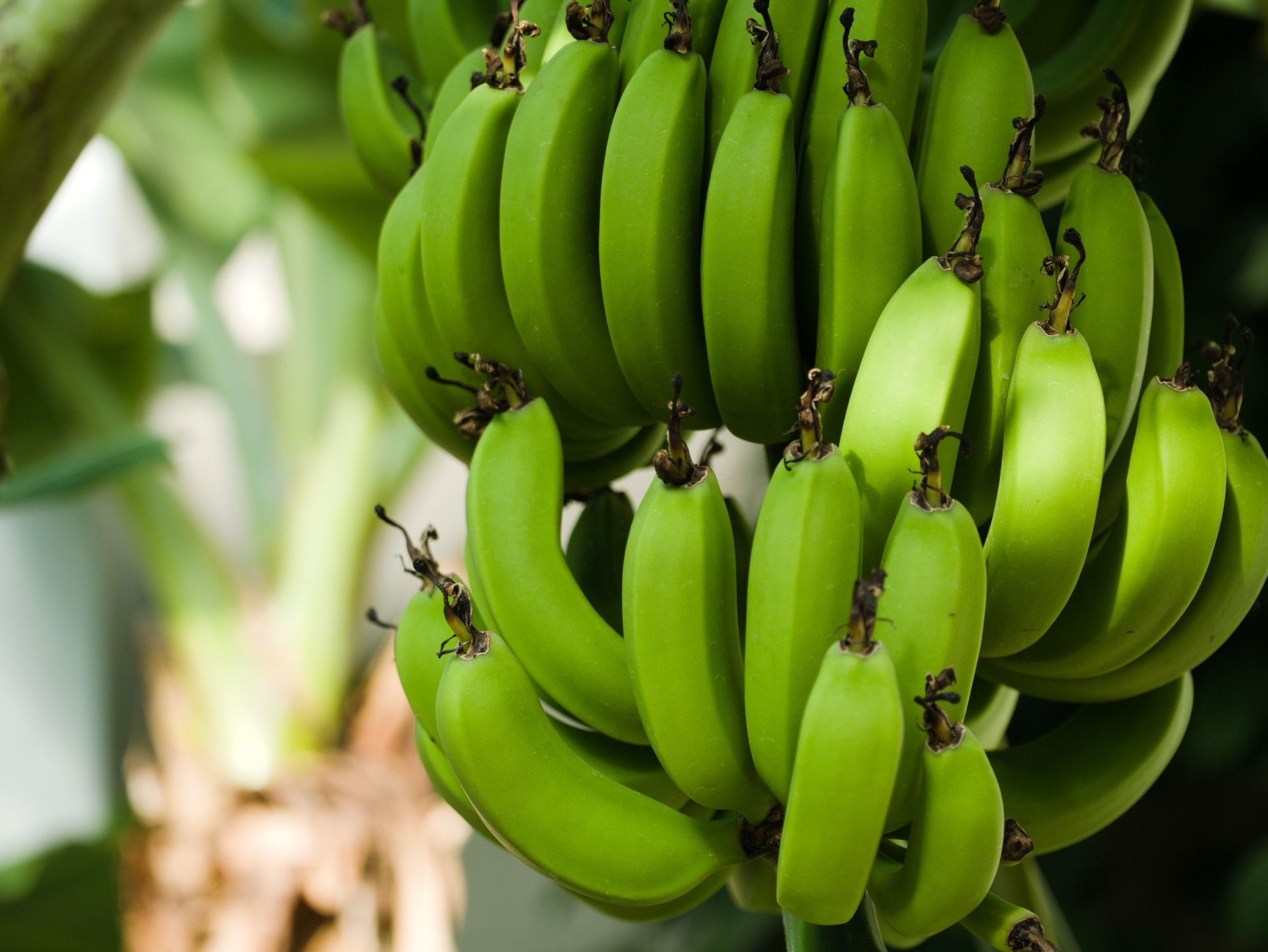 Sudah Tahu Belum? Ternyata Beda Warna Buah Pisang, Berbeda Juga Kandungan Gizinya!