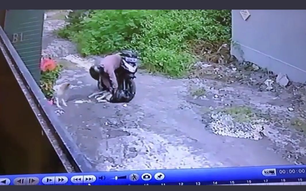 Viral, Anjing di Bali Mati Diduga Diracun, Sherina Bilang Begini