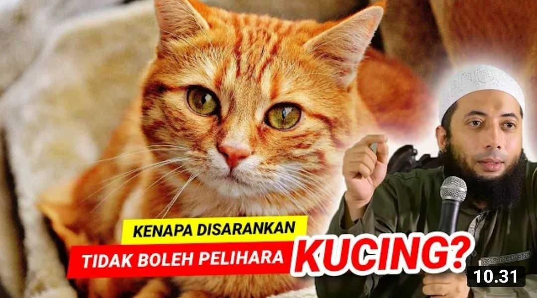 Kucing Lebih Baik Jangan Dipelihara, Ustadz Khalid Basalamah, Ini Alasannya?