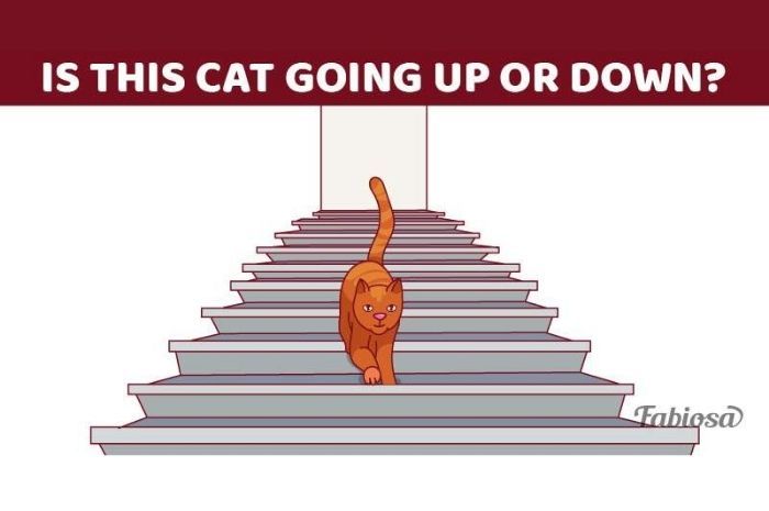 A cat is going to. The Cat is going down. Going up or down. Cat is going to. Is the Cat going down or up.