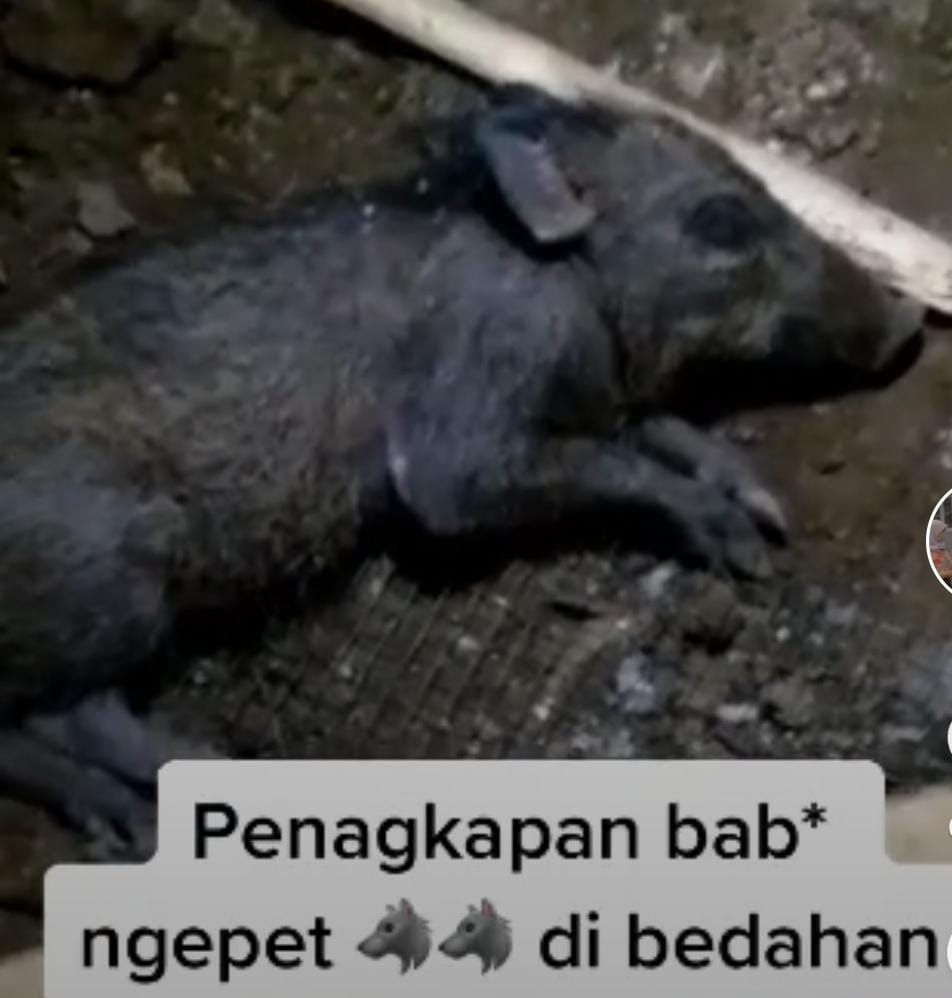 Kesaksian Warga Soal Babi Ngepet di Depok: Ini Dia Nganggur Tapi Duitnya Banyak