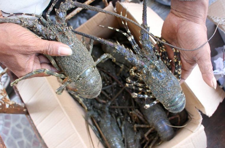 Tuai Kecaman Ekspor Benih Lobster, Nelayan: Edhy Prabowo Hanya Mudahkan 'Gelindra'
