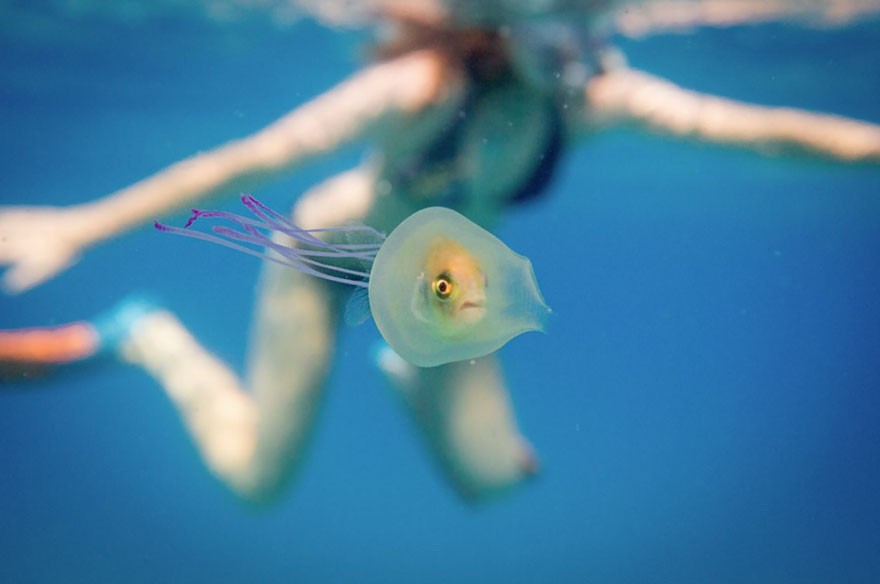 FOTO LANGKA IKAN TERJEBAK DIDALAM UBUR-UBUR GAN..!!!