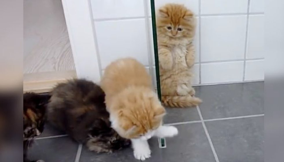 5 Hal yang Dapat Menyebabkan Kucing Sering Menghilang
