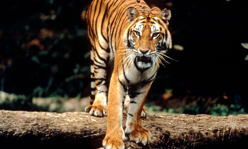 Fakta Unik Harimau Sebagai Kucing Buas 