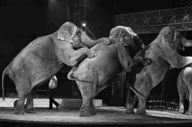 New York Larang Gajah Sebagai Hewan Pertunjukkan