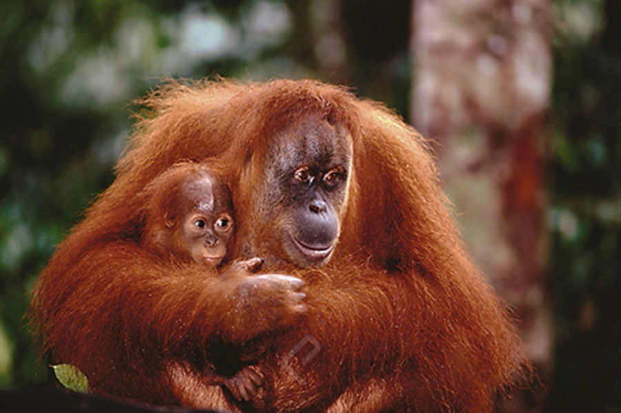 Haru dan sarat perjuangan, berikut kisah para "Single Mom" dari dunia hewan