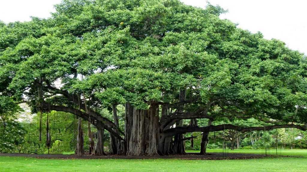 Menanam Ficus Dapat Mencegah Banjir dan Longsor