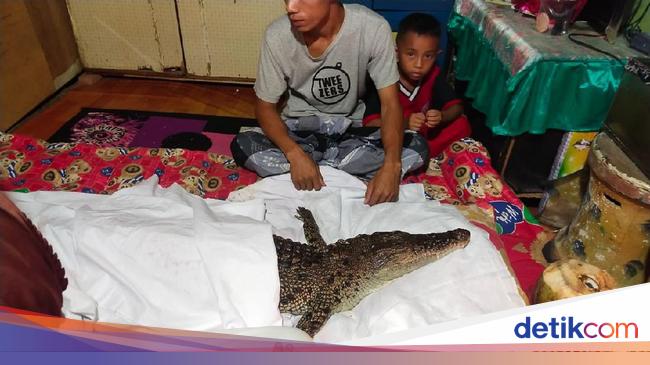 Heboh Warga Makassar Tidurkan Seekor Buaya Dirumahnya Karena Anggap Buaya Jadi-Jadian