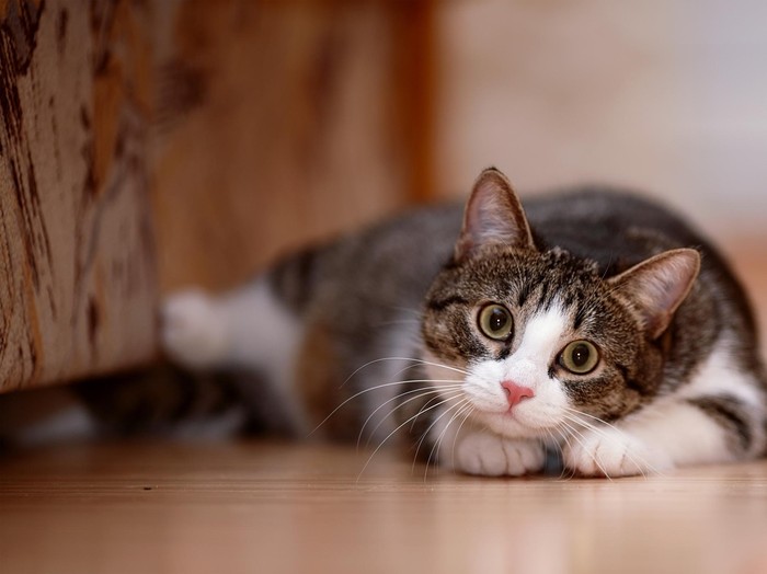 Ternyata Ini Alasan Ilmiah Manusia Mudah Gemas Pada Kucing