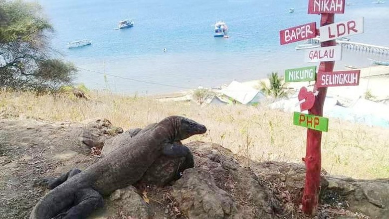 14 Juta Buat Masuk Pulau Komodo? Usul Ane Wacana Ini Lebih Baik Dikaji Lagi