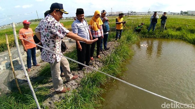penerapan-mina-padi-di-kabupaten-kediri-berhasil