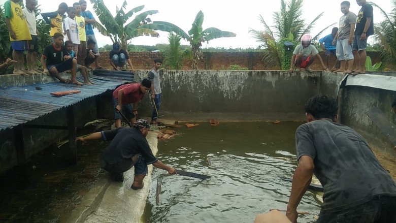 Ratusan Buaya di Bantai, Salah Manusia atau Buaya?