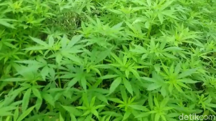 PBB Restui Ganja Medis, PAN: Kalau Tak Ikut Arus Global RI Rugi