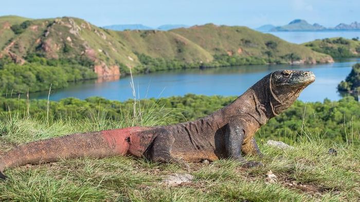 Kalo Mau Lihat Komodo, Apa Harus Mahal?