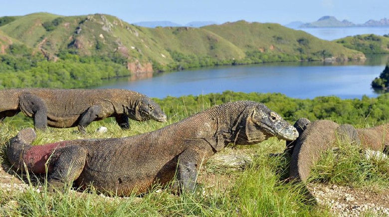 Masuk ke Pulau Komodo Bayar 14 Juta, Bagus Atau Buruk?